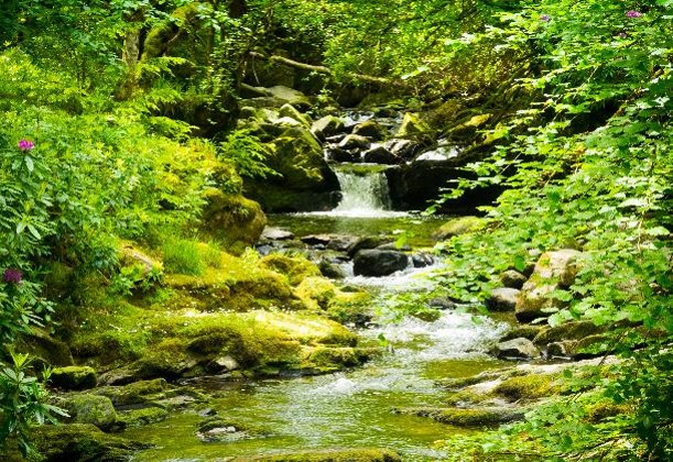 Stream running through a forest